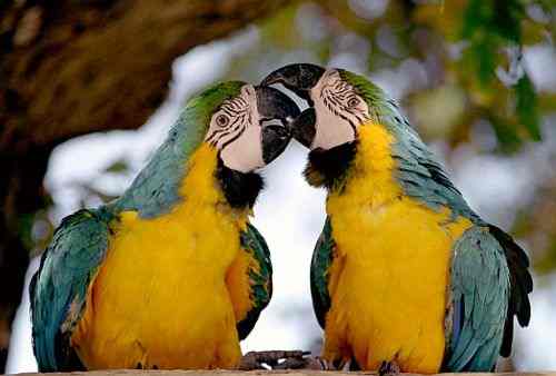 Uwaga na cyberoszustów