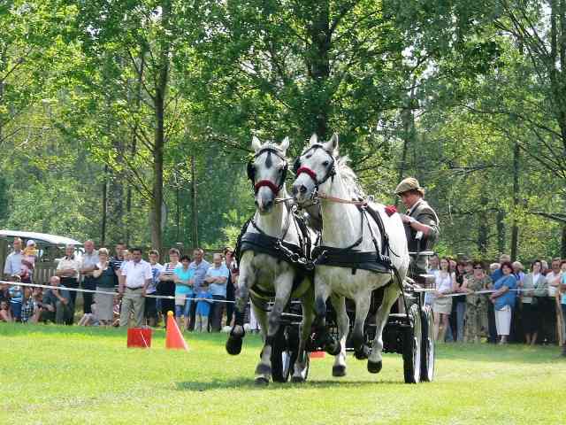 Coś dla miłośników koni i jeździectwa