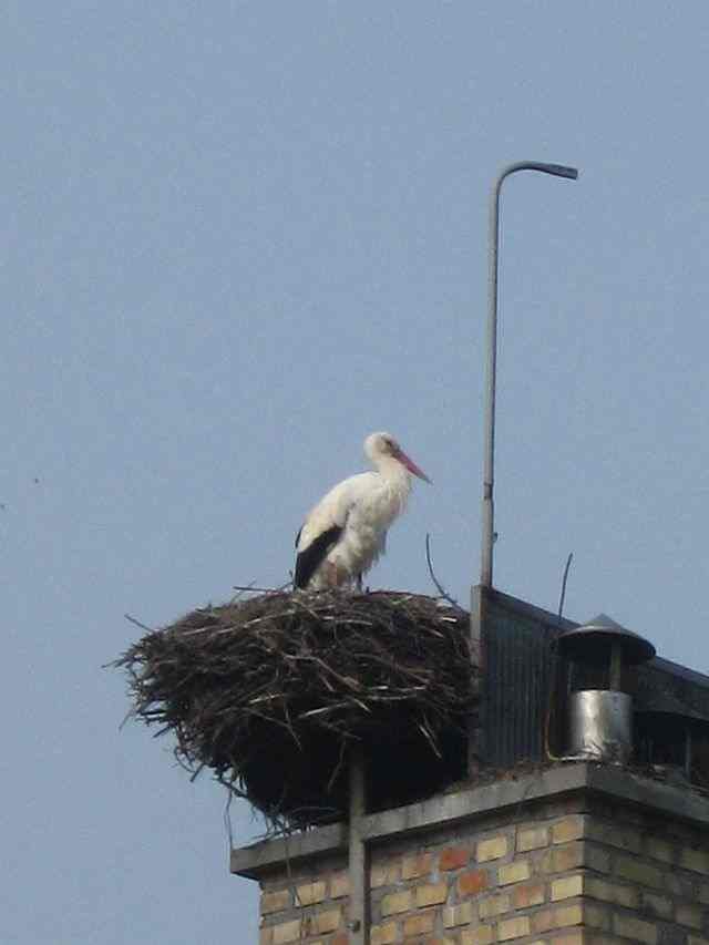 Ornitologiczny 'Big Brother’