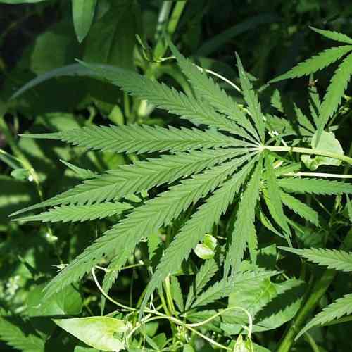 ’Trawka’ wzmaga apetyt