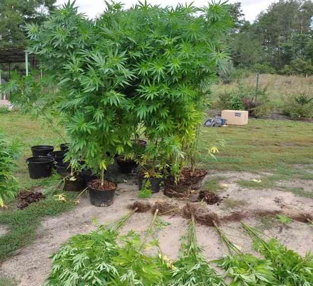 W Kramsku uprawiali konopie