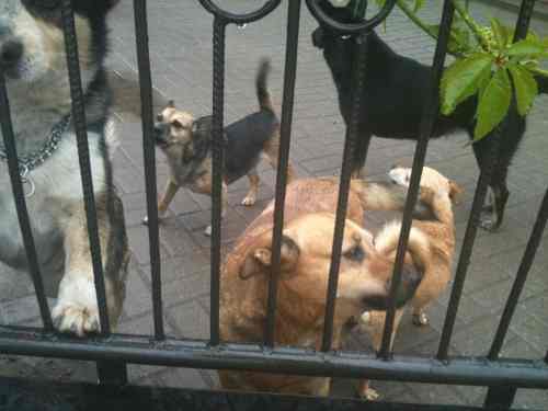 Kupując karmę, możesz pomóc