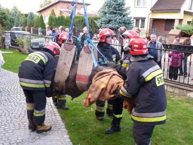 Nie żyje łoś z Reformackiej