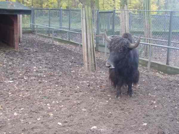 Zima to jego ulubiona pora