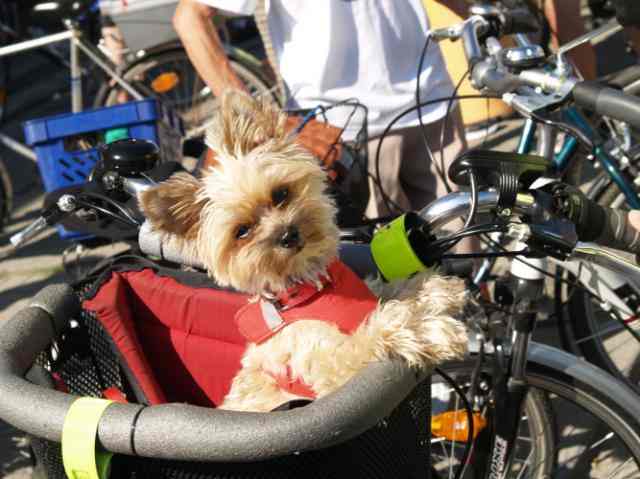 Cali, zdrowi i szczęśliwi