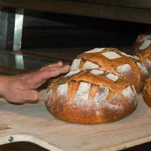 Zakisili kapustę, będą piekli chleb