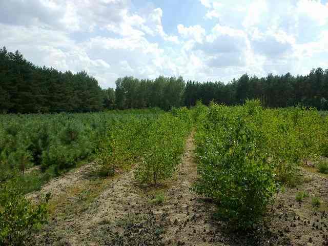 Lasy też potrzebują pielęgnacji