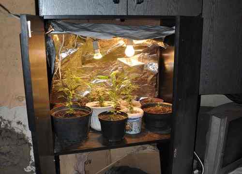 10 lat za domową plantację trawki