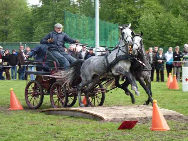 Wyścigi zaprzęgów konnych