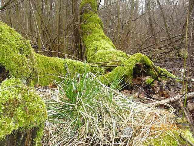 Zakaz wstępu do lasu