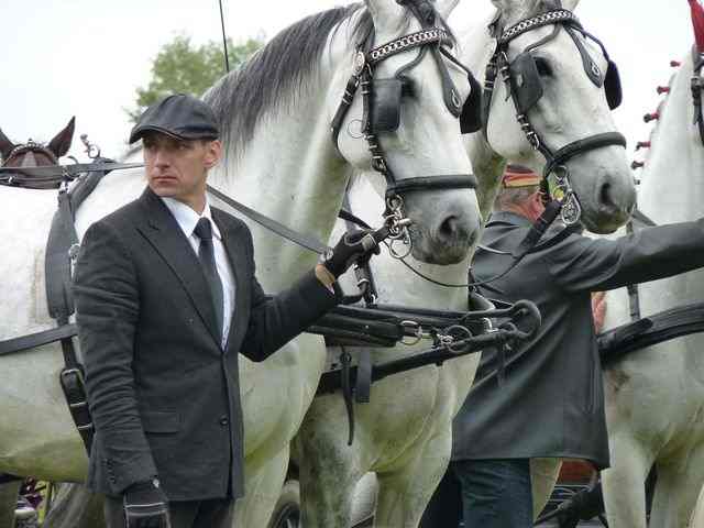 Końskie piękności w zaprzęgu