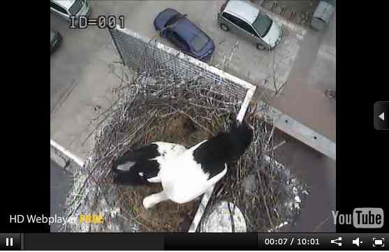 Władek i Sława już w domu