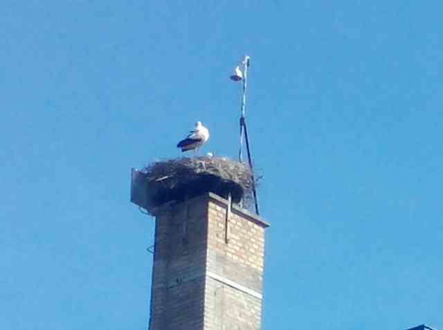 Władek i Sława czekają na potomstwo