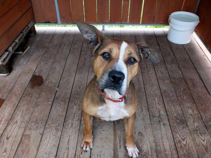 Psy z Konina zapraszają na walentynkowe randki