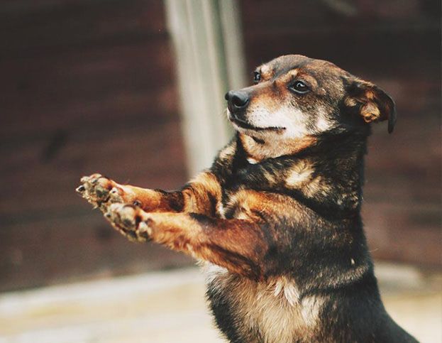 Zabawka dla bezdomniaka