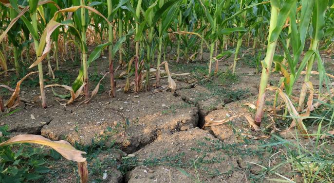 Powidz – komunikat o suszy