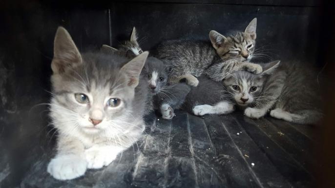 Oddam w dobre ręce KOTKI !!!