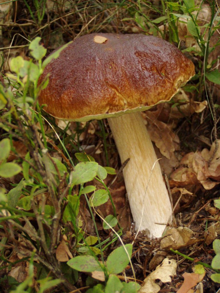 Konkurs Grzybiarski nadleśnictwa Turek