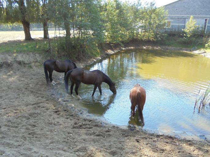Święto Pieczonego Ziemniaka
