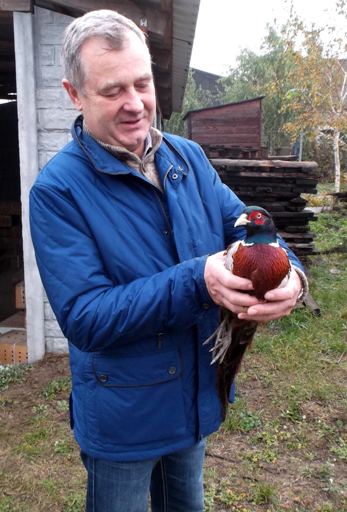 Przekazano bażanty do sześciu kół łowieckich