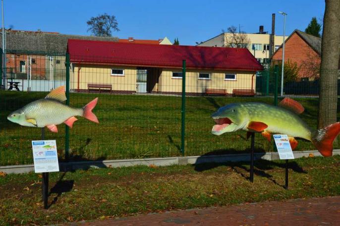 Ryby Jeziora Powidzkiego