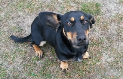 POSZUKUJEMY WŁAŚCICIELA