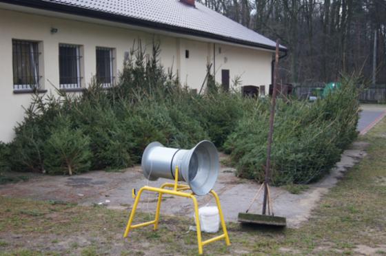 SPRZEDAŻ CHOINEK w Nadleśnictwie Turek