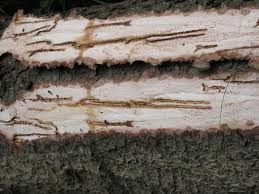 Konsultacje społeczne na temat konieczności użycia środka ochrony roślin