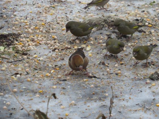 CO KAŻDY POWINIEN WIEDZIEĆ O DOKARMIANIU PTAKÓW