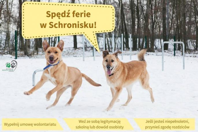Spędź ferie w schronisku!