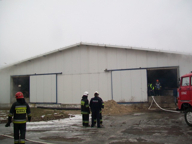 Pożar w chlewni- zagrożonych 2,5 tysiąca świń.