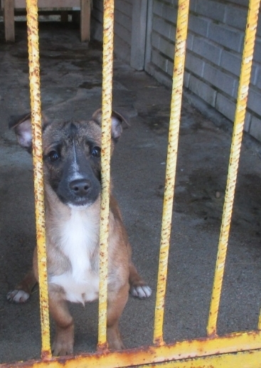 Pomóż bezdomnym zwierzakom wrócić do zdrowia