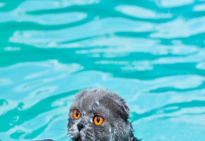 Światowy Dzień Kota