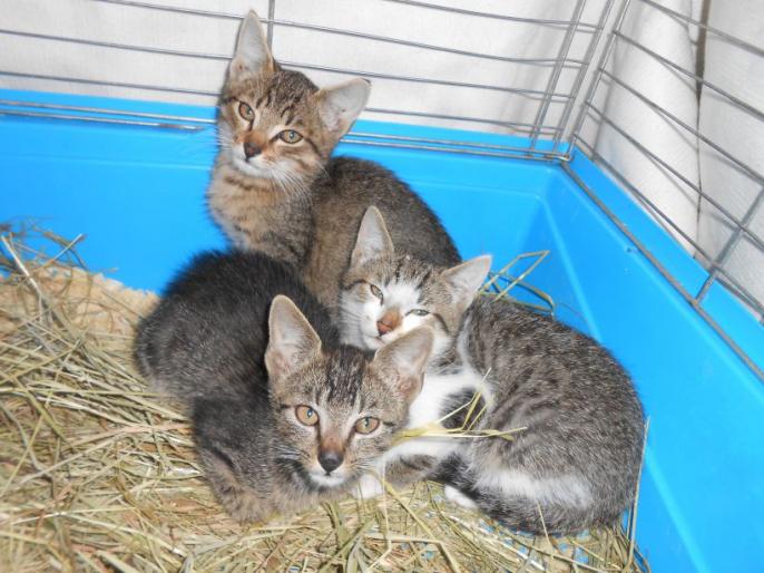 Odpowiedzą za porzucenie kotów w lesie