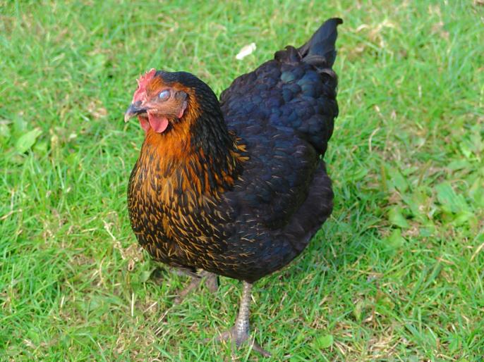 Policyjne kontrole drobiu