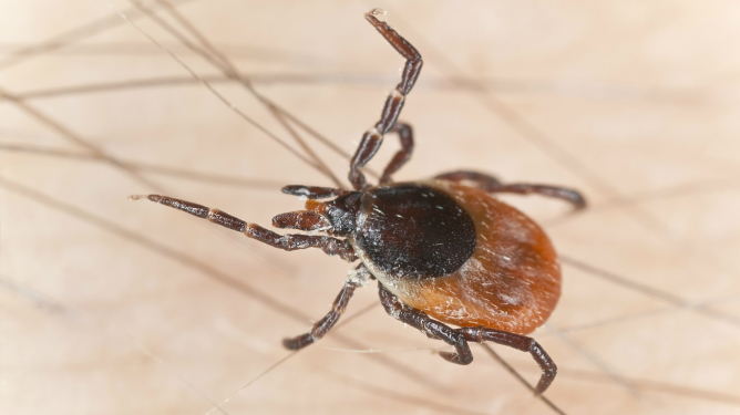 Uwaga – kleszcze !