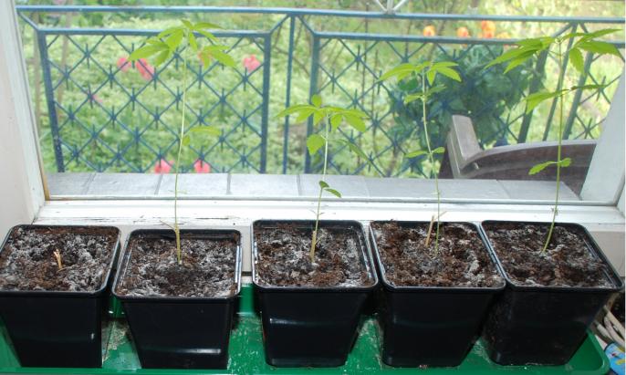 To nie była bazylia…