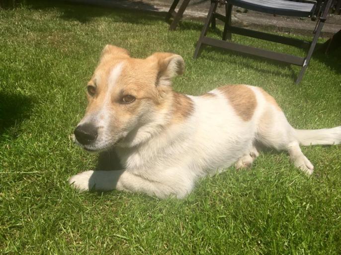 ZNALEZIONO PSA! LICHEŃ