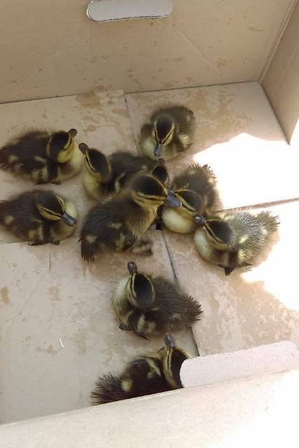 Uratowane dzikie kaczki