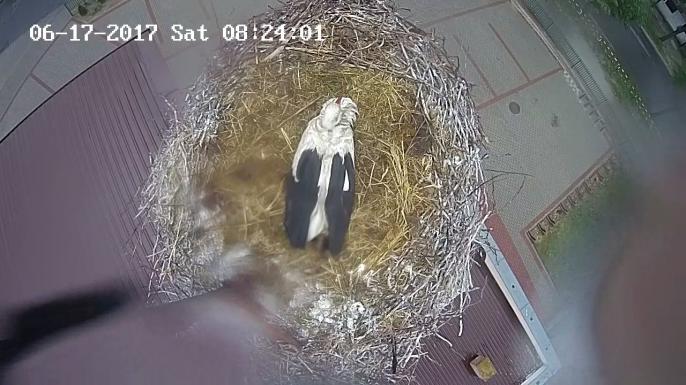 Pamiętacie Władusia ?