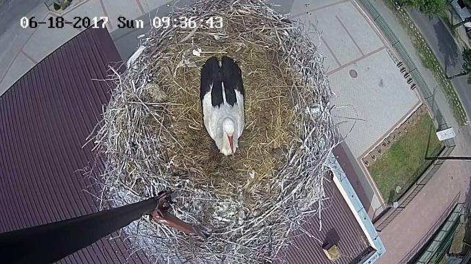 Właduś i Janeczka mają pierwsze pisklę !