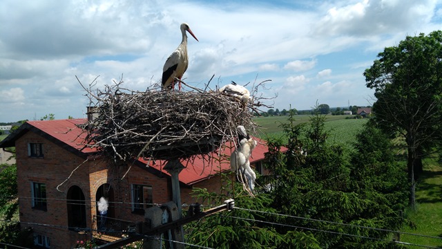 Na ratunek młodym bocianom