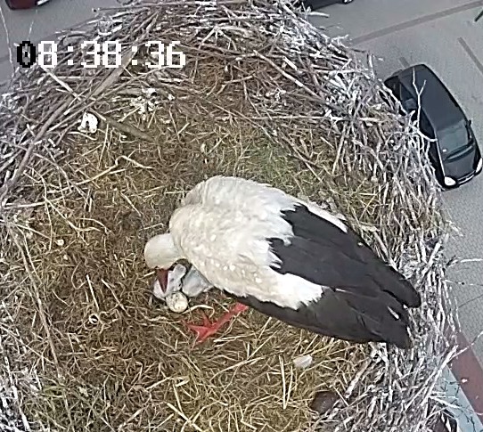 U Władusia już dwa bocianiątka