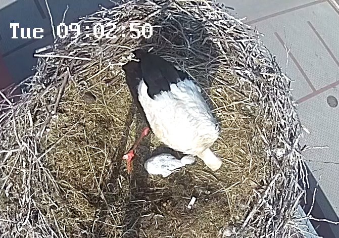 Smutno w gnieździe Władusia