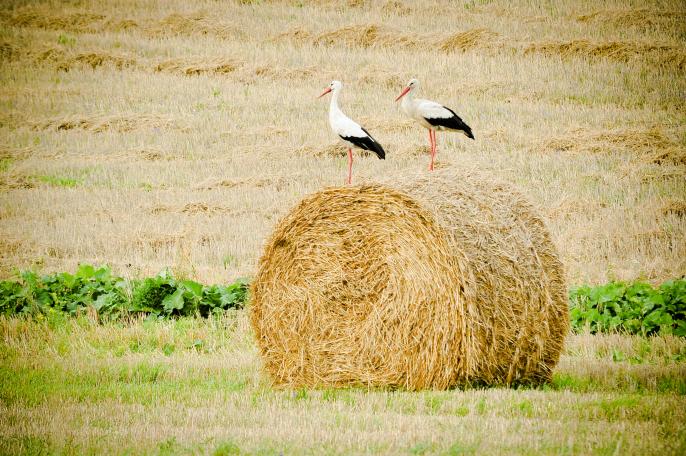 Piękny Świat Marcina Olińskiego