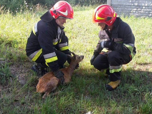 Kolejny raz na ratunek zwierzętom
