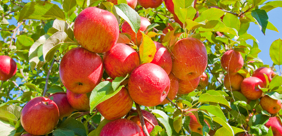 Dotacje na inwestycje w przetwórstwo produktów rolnych