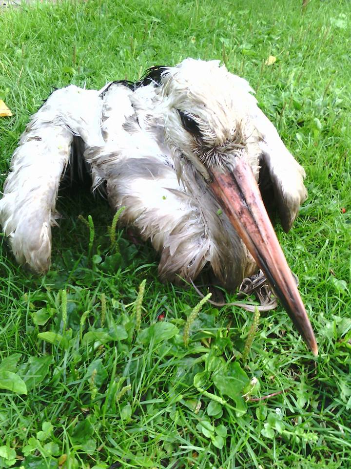 Na ratunek bocianowi