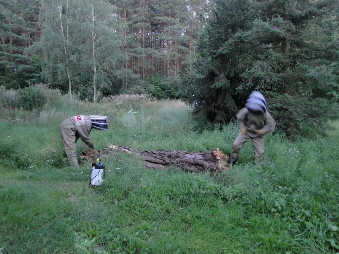 Bitwa z szerszeniami