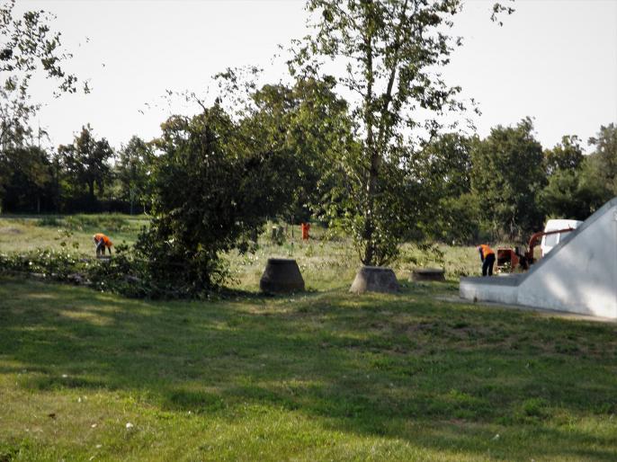 Czytelnicy piszą – Wycinka drzew w Koninie